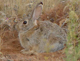 Rabbit Waddies